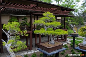 kebun bonsai