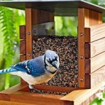 Bird feeder, Fitur Wajib Pada Taman Bagi Pecinta Burung (Birdwatching)