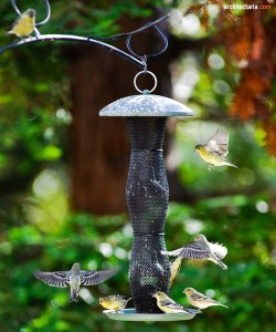 bird feeder_2