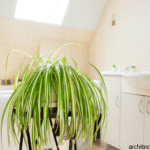 Shower Plant Untuk Dekorasi Kamar Mandi